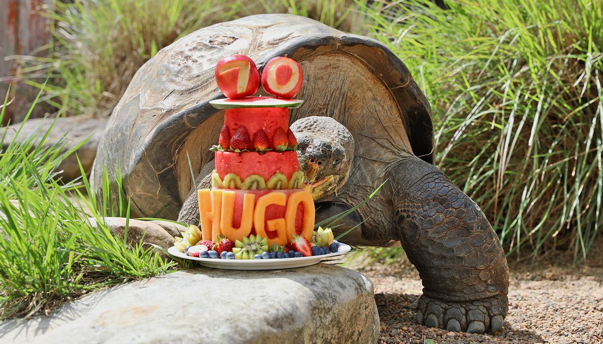 The 402lb Giant Galapagos Tortoise Turns 70, Celebrates Birthday in Style: Video