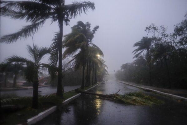 A fallen palm tree left by Hurricane Delta in Cancun, in Cancun, Mexico on Oct. 7, 2020. (Victor Ruiz Garcia/AP Photo)
