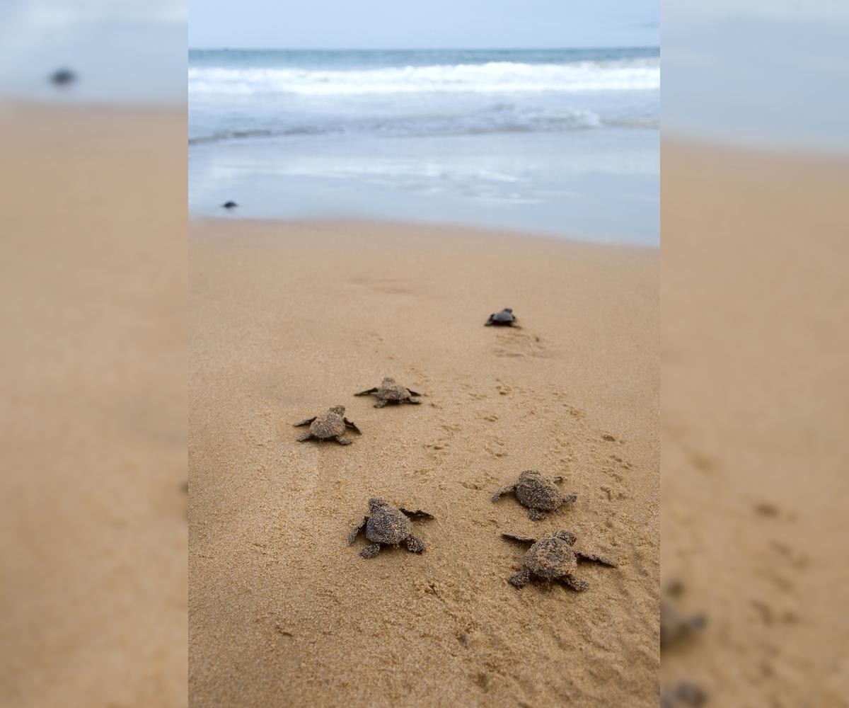 Loggerhead baby turtles making their way to the ocean (foryouinf/Shutterstock)