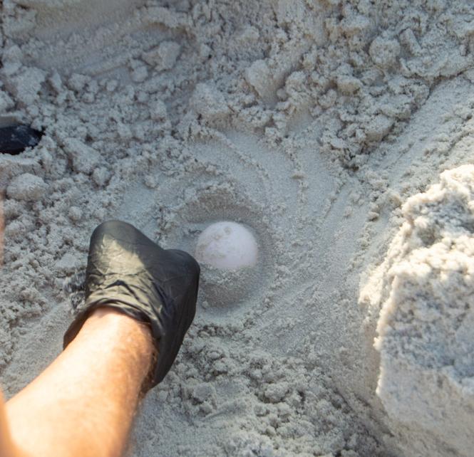 Loggerhead turtle egg being removed from sandy beach by scientist (Neal Bryant/Shutterstock)