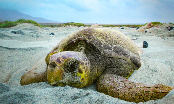 Sea Turtles Are Thriving All Over the World Thanks to Coronavirus Lockdowns