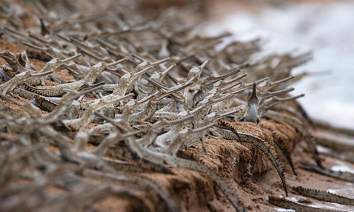 Stunning Photos Show Hundreds of Endangered Baby Crocodiles Lining Up Like Soldiers on Riverbank in India