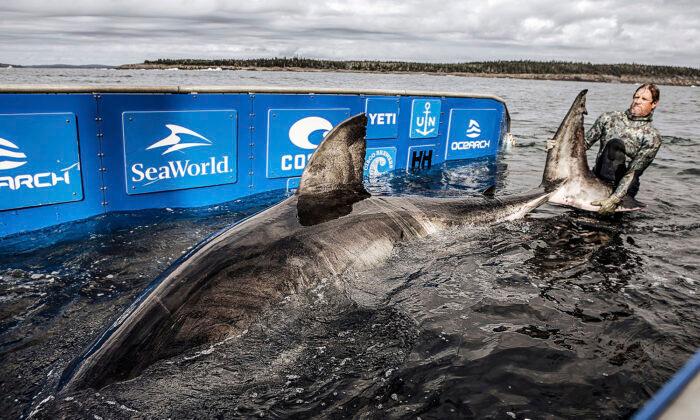 Ocean Researchers Tag 50-Yr-Old Great White Shark, ‘Queen of the Ocean,’ Off Nova Scotia Coast
