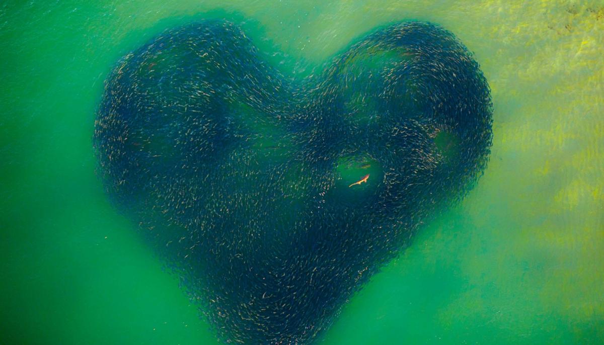 Incredible Drone Photo of Shark Enclosed in Heart of Salmon Wins 2020 Drone Photo Awards