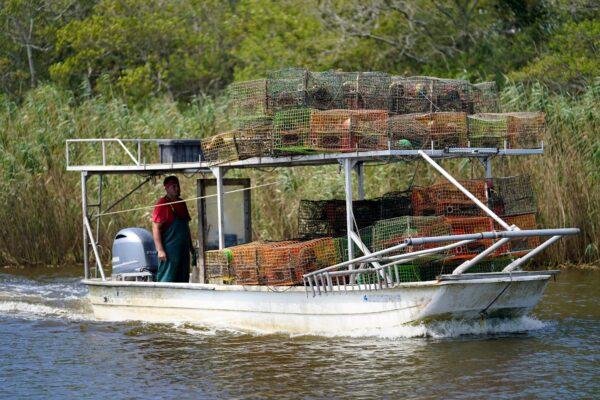 Jule Chaisson motors his boat to the dock after pulling some of his crab traps from Bayou Dularge in anticipation of Hurricane Delta, in Theriot, La., on Oct. 7, 2020. (Gerald Herbert/AP Photo)