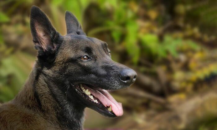 Kindergartener Gets Lost in the Woods but Is Rescued by K9 Police Dog in Maine