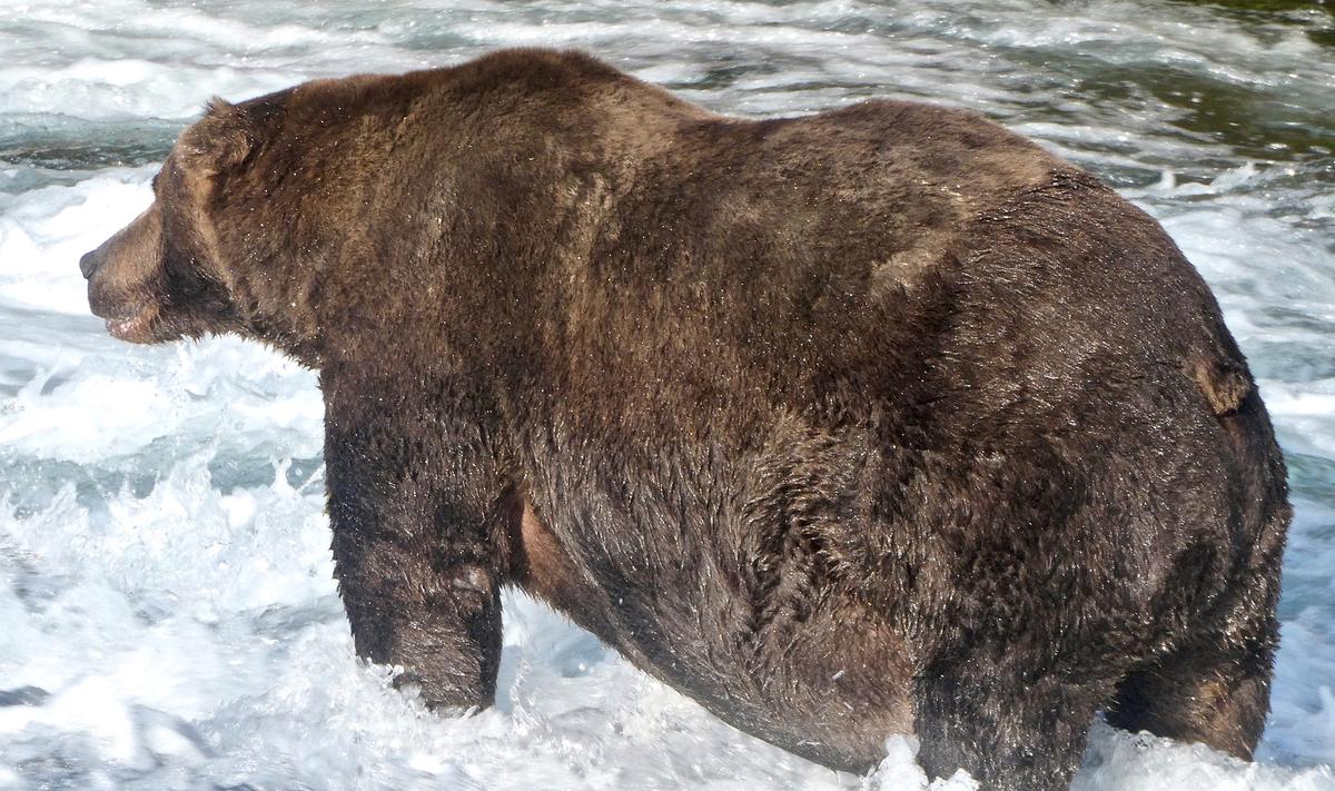 Brown bear 747 stands in a river hunting for salmon to fatten up before hibernation at Katmai National Park and Preserve in Alaska, on Sept. 20, 2020. (Courtesy of U.S. National Park Service/ Handout via REUTERS)