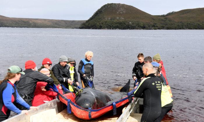 Four Whales Stranded in Tasmanian Harbour