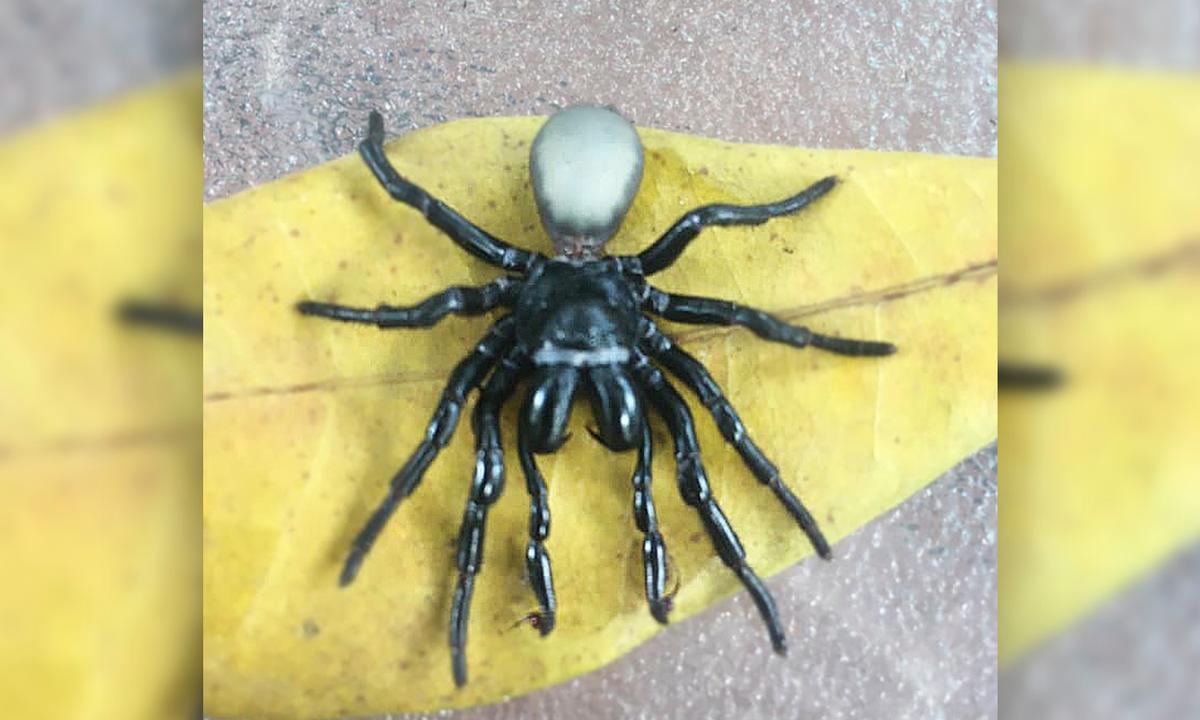 Horrified Woman Finds 20 Venomous Mouse Spiders in Her Pool in Australia