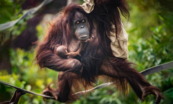 UK Zoo Welcomes Unexpected Baby Orangutan Despite Mom’s Negative Pregnancy Tests