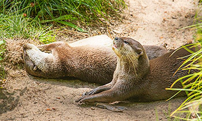 Sanctuary Sets Up Dating Profile for Lonely Otter That Lost His Mate, Locates His New Love