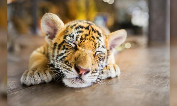 Couple Buy a ‘Savannah Cat’ for $7,000, but It Turns Out to Be a Sumatran Tiger Cub