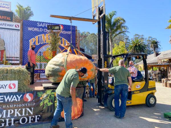  A forklift carries the giant pumpkins on and off stage for weighing at the annual Safeway World Championship Pumpkin Weigh-Off at Long Branch Saloon & Farms in Half Moon Bay, Calif., on Oct. 12, 2020. (Ilene Eng/The Epoch Times)