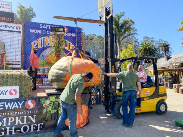 A forklift carries the giant pumpkins on and off stage for weighing at the annual Safeway World Championship Pumpkin Weigh-Off at Long Branch Saloon & Farms in Half Moon Bay, Calif., on Oct. 12, 2020. (Ilene Eng/The Epoch Times)