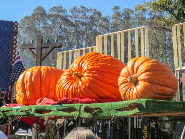 The winner of the prettiest pumpkin (far left) received $1,000 at Half Moon Bay's annual Safeway World Championship Pumpkin Weigh-Off at Long Branch Saloon & Farms in California on Oct. 12, 2020. (Ilene Eng/The Epoch Times)