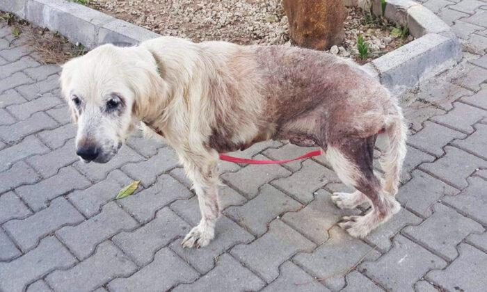 Abandoned Golden Retriever With 48 Hours to Live is Rescued, Gets Second Chance at Life