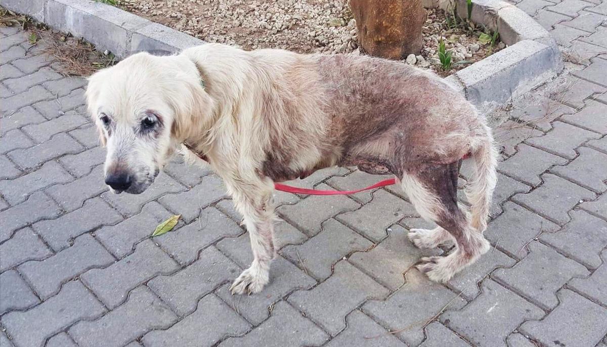 Abandoned Golden Retriever With 48 Hours to Live is Rescued, Gets Second Chance at Life