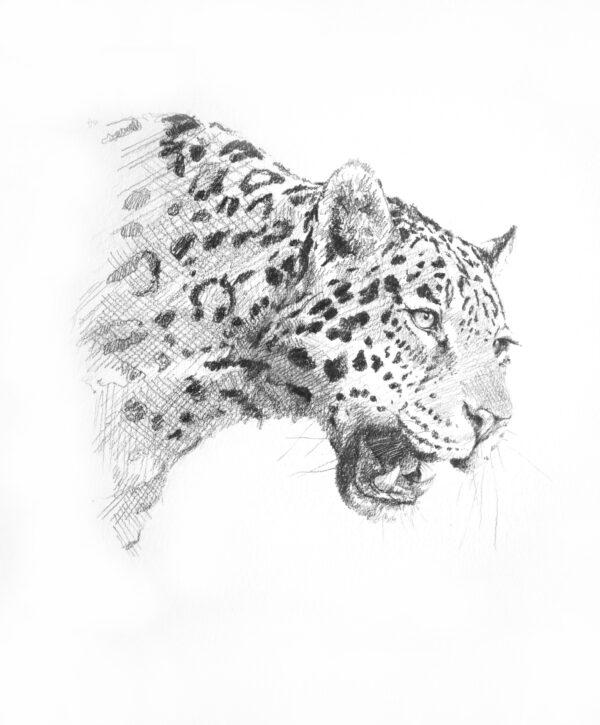 A jaguar pencil sketch by Andrew Pledge. (Courtesy of Andrew Pledge)