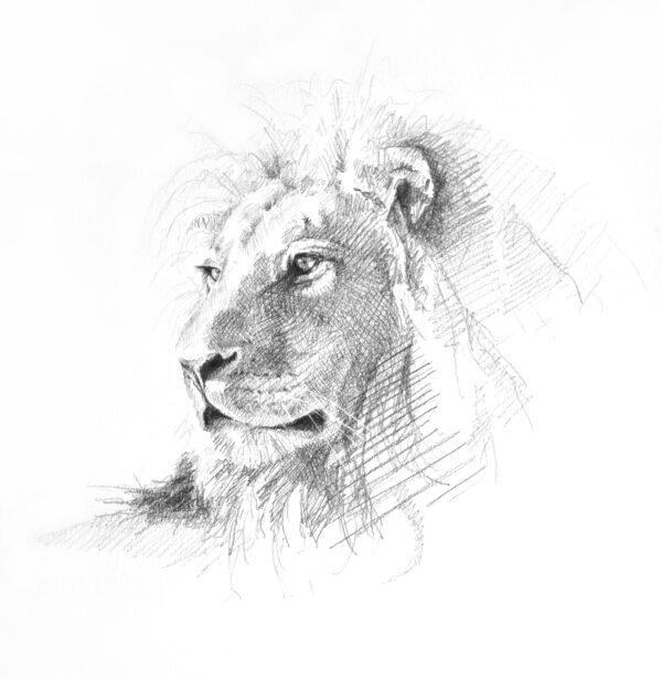 Andrew Pledge's pencil sketch of a lion is part of a project to raise funds for the David Shepherd Wildlife Foundation. (Courtesy of Andrew Pledge)