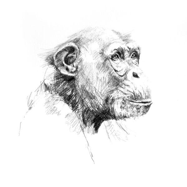 C is for Chimpanzee: Wildlife artist Andrew Pledge is sketching an alphabet of animals to raise money for conservation. (Courtesy of Andrew Pledge)