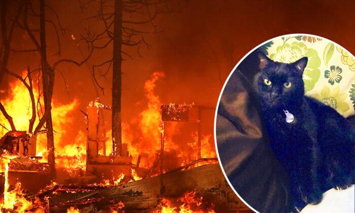 Family’s Cat Thought Dead After Camp Fire Destroyed Home Found on Facebook 2 Years Later