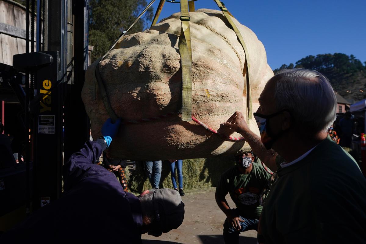 People lift a pumpkin onto a scale to be weighed at the Safeway World Championship Pumpkin Weigh-Off in Half Moon Bay, Calif., Monday, Oct. 12, 2020. (Jeff Chiu/AP Photo)
