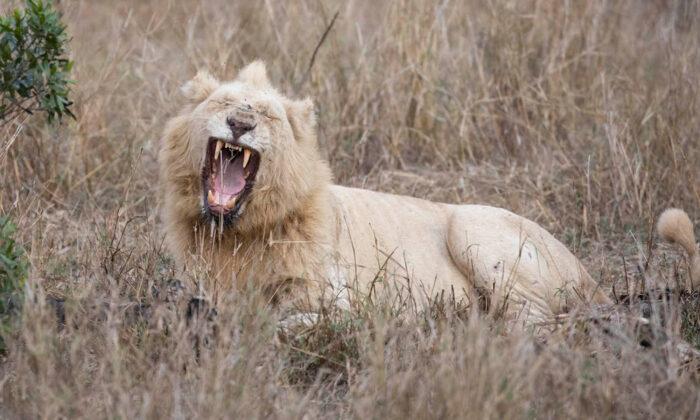 Wildlife Photographer Captures an Extremely Rare Sight of a White Lion in the Wild on Camera