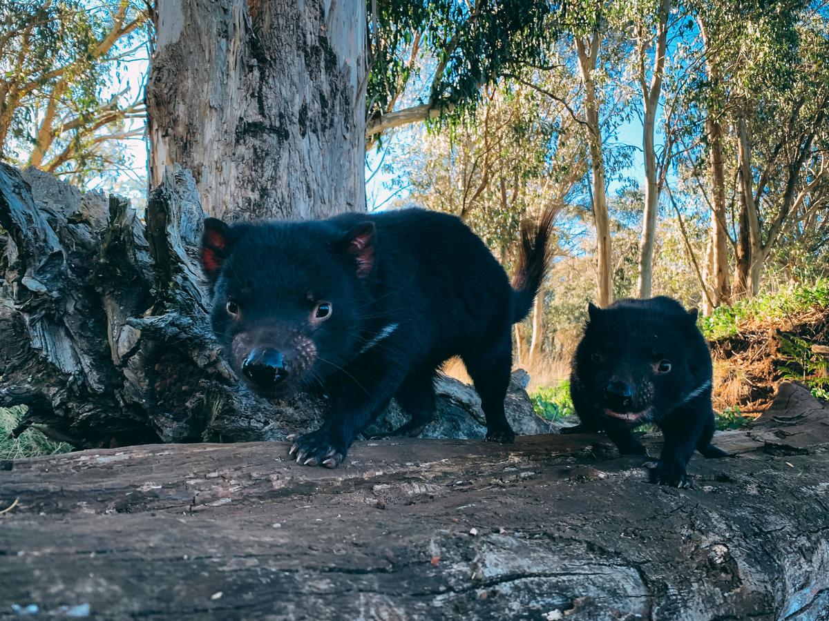 The conservation program has reintroduced a total of 26 devils to mainland Australia. (Courtesy of WildArk/Aussie Ark)