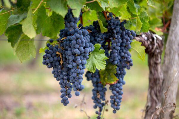 China accounts for over 40 percent of all Australian table grape exports (Von wjarek/Shutterstock)