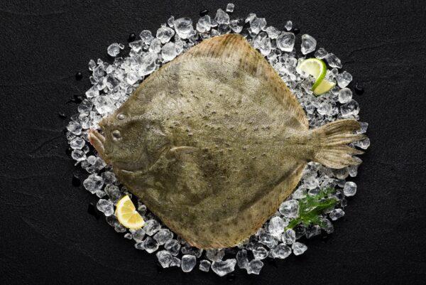 Turbot, a large, highly prized European flatfish. (Nioloxs/Shutterstock)