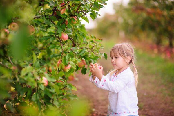 The apple pie-making process starts in the orchard. (Natalia Kirichenko/Shutterstock)