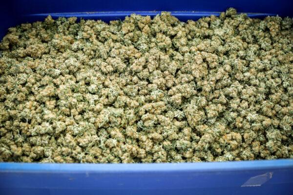 A crate of marijuana buds from an illegal grow operation in a residential suburb, in a file photo. (Charlotte Cuthbertson/The Epoch Times)