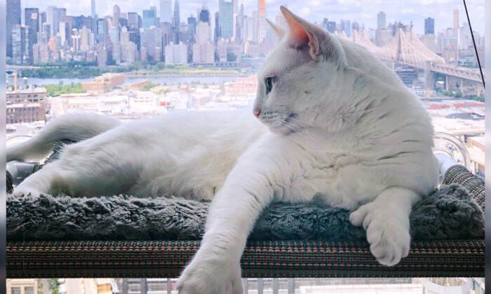 New York City’s ‘Genetically Different’ Special-Needs Cat Is an Instagram Star