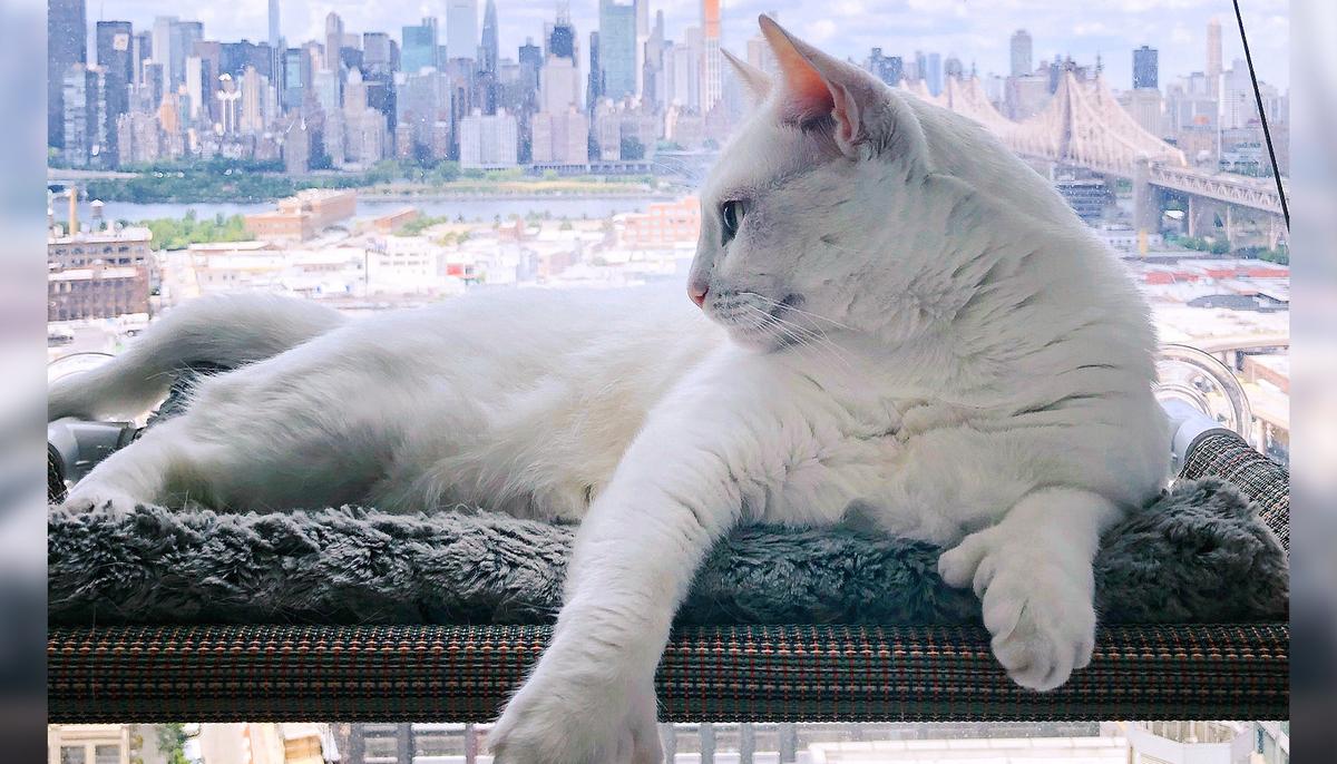 New York City's 'Genetically Different' Special-Needs Cat Is an Instagram Star