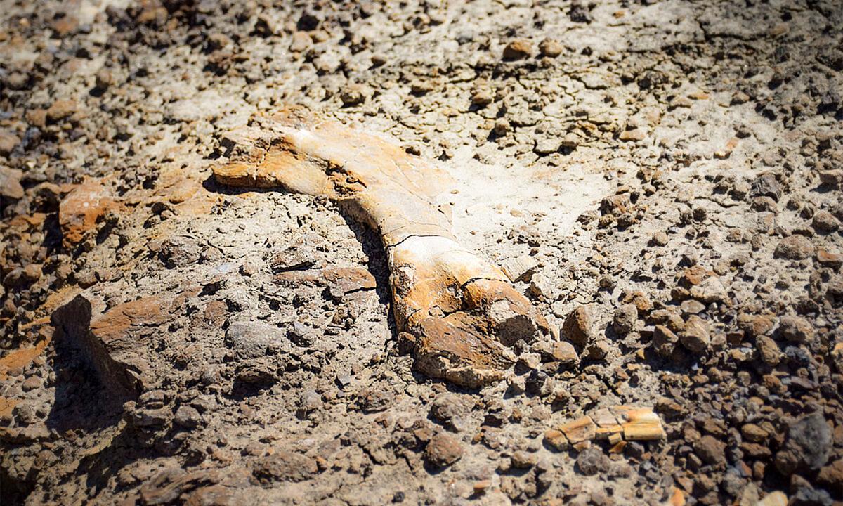 12-Year-Old Stumbles on 69-Million-Year-Old Duck-Billed Dinosaur Fossil in Canada Badlands