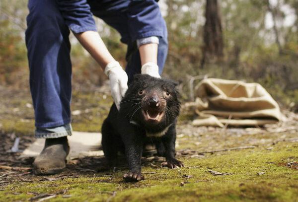 HOBART, TAS - OCTOBER 10: A Tasmanian Devil is released after being studied by Billie Lazenby of the Tasmanian Department of Primary Industries, Water and Environment after being captured in the wild to check for signs of the Devil Facial Tumor Disease October 10, 2005 near Fentonbury, Australia. (Photo by Adam Pretty/Getty Images)