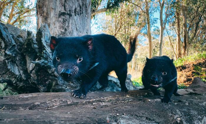 Tasmanian Devils Reintroduced to Mainland Australia After 3,000-Year Absence