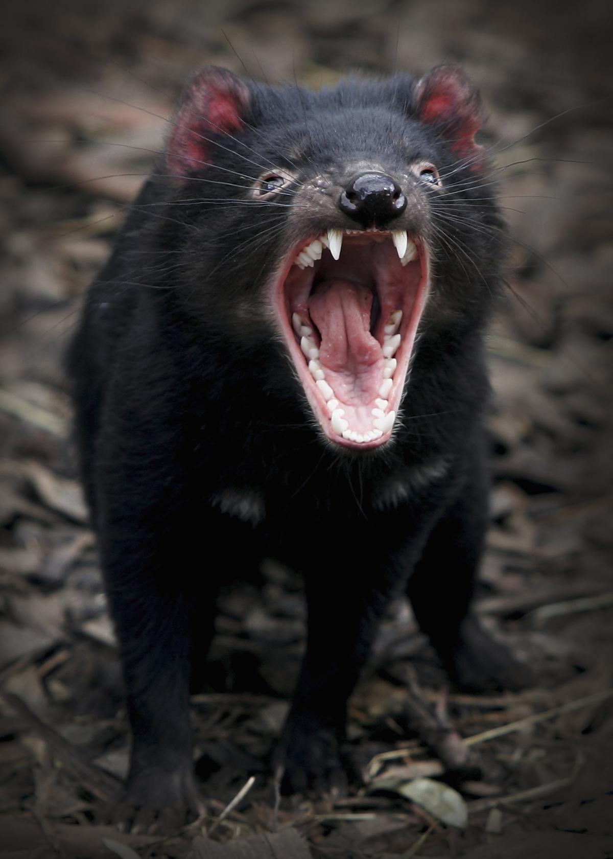 A Tasmanian devil bears its teeth at a quarantine facility Aug. 31, 2005, in Hobart, Australia. (Ian Waldie/Getty Images)