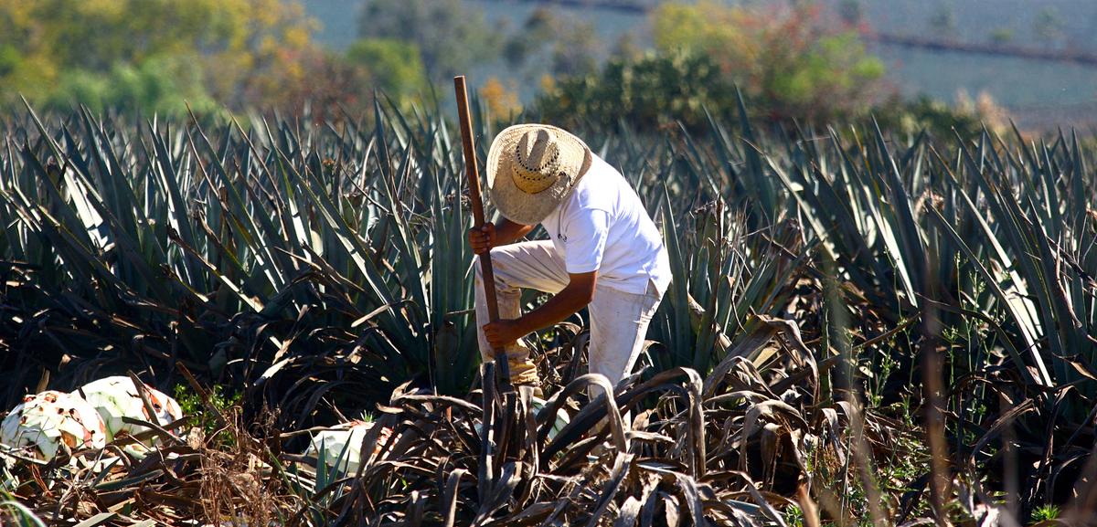 A farmer harvests a blue agave plant for the production of tequila in Jalisco state, Mexico, in this file photo. (HECTOR GUERRERO/AFP via Getty Images)