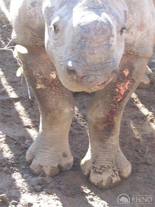 (Courtesy of <a href="https://www.facebook.com/InternationalRhinoFoundation">International Rhino Foundation</a>)