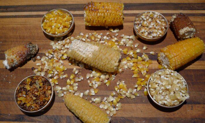 Better Than Candy Corn: Make Chicos, Smoky, Nutty-Sweet Native American Dried Corn