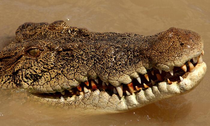 Crocodile Attacks Australian Army Personnel