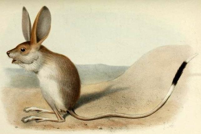 The long-eared jerboa (Euchoreutes naso) (<a href="https://commons.wikimedia.org/wiki/File:Euchoreutes_naso.jpg">Public Domain</a>)