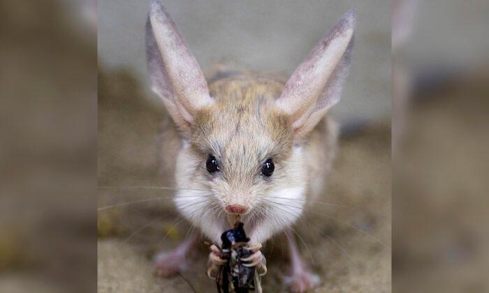 This Rodent Has the Largest Ears (Relative to Its Body) on Earth–and It’s Adorable!