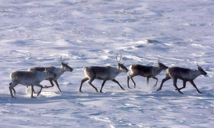 Canada, Alberta Sign Deal on Protecting Caribou
