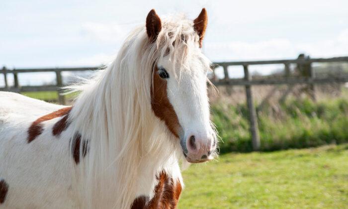 Severely Neglected Pony Left for Dead Rescued by RSPCA, Makes Remarkable Recovery