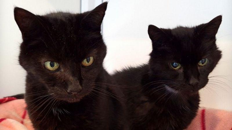 Leon and Nikita (Courtesy of <a href="https://www.facebook.com/RSPCANorthamptonshire/">RSPCA Northamptonshire Branch</a>)