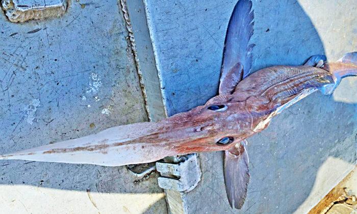 Deep-Sea Fisherman Dredges Up a Rare, Frightening ‘Spookfish’ From 800m Under