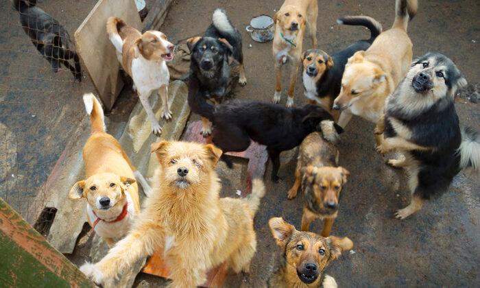 130 Stray Dogs From Puerto Rico Adopted by Americans With ‘Lockdown Loneliness’