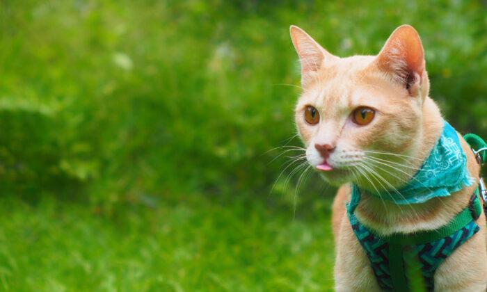 Ask the Vet: Treat Cat to Outdoor Adventure With Cat-Safe Enclosure